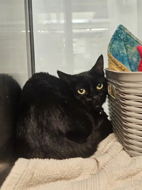 Black Beauty - Domestic Short Hair