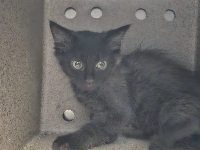 Culebra - Domestic Short Hair