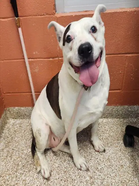 Lucy - Pit Bull Terrier