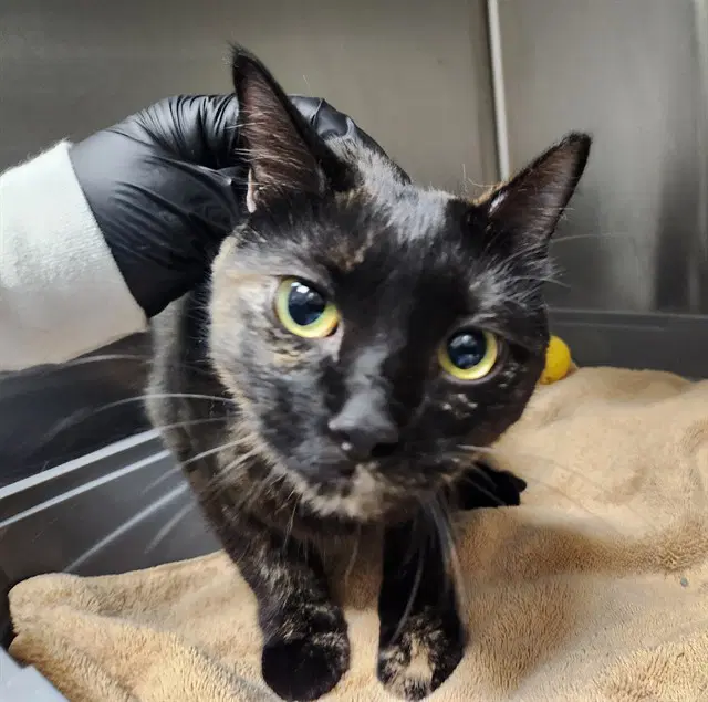 Truffle - Domestic Short Hair
