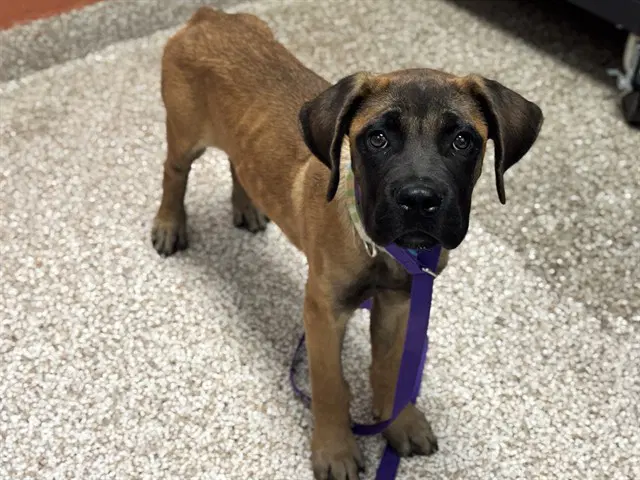 Ramona - Mastiff