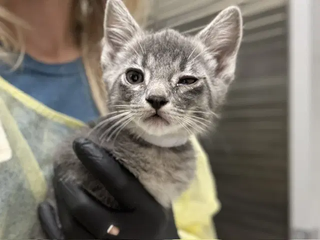Peter Pan - Domestic Short Hair