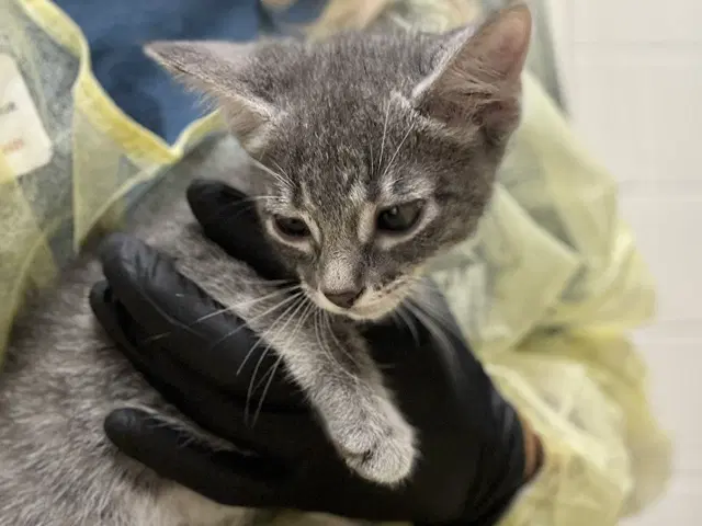 Wendy - Domestic Short Hair