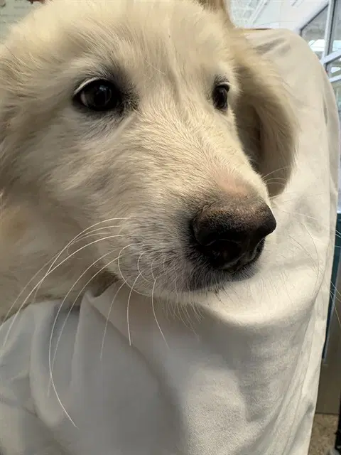 Heron - Great Pyrenees