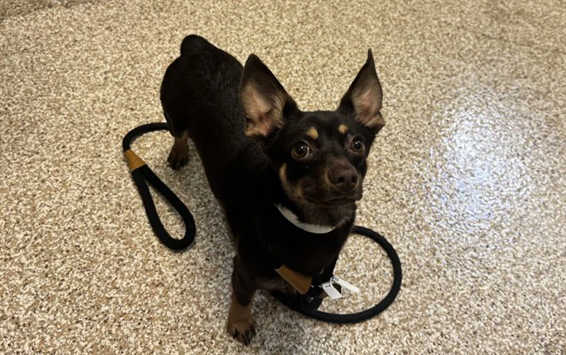 Mr Weenie
