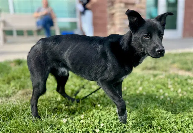 Henry - Australian Cattle Dog/Blue Heeler