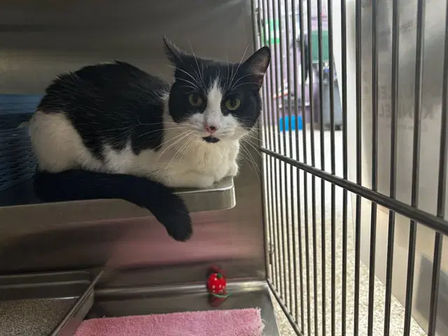 Oreo - Domestic Short Hair
