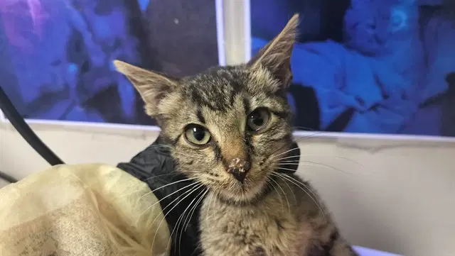 Grayson - Domestic Short Hair