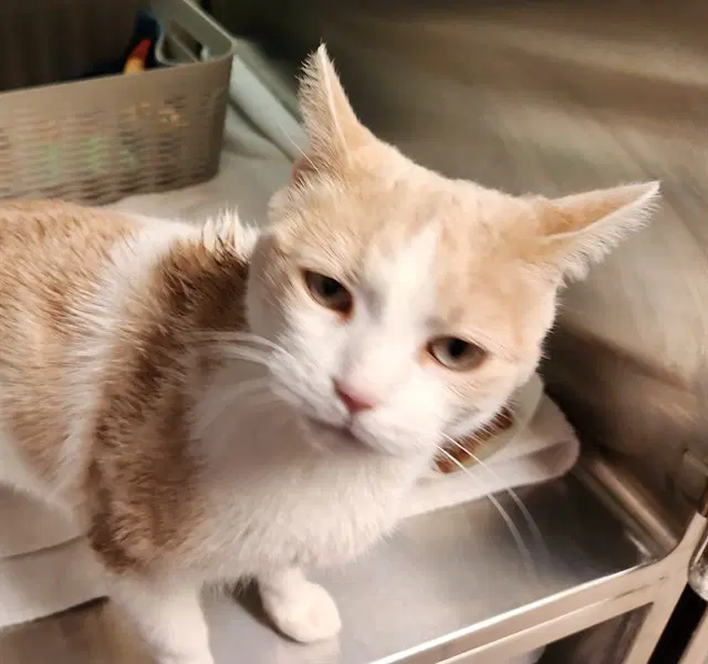 Ginger - Domestic Short Hair
