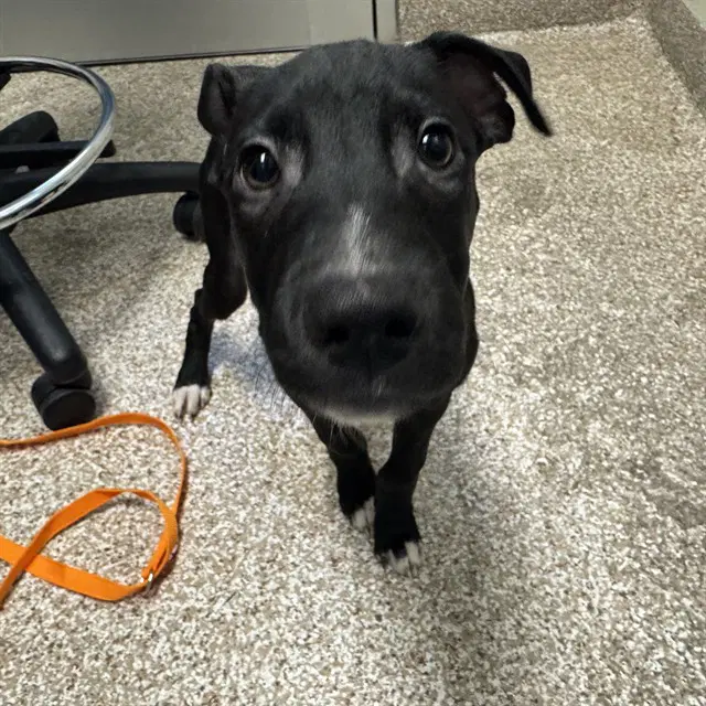 Velo - Pit Bull Terrier