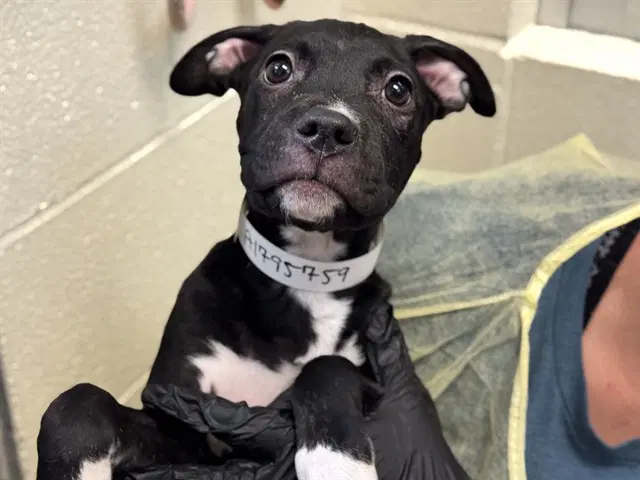 Cetus - Pit Bull Terrier