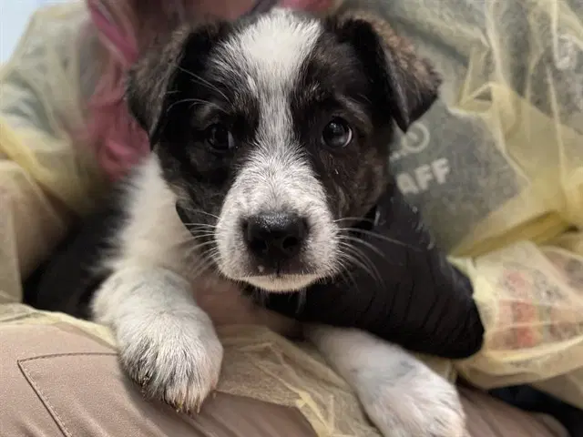 Cypress - Great Pyrenees