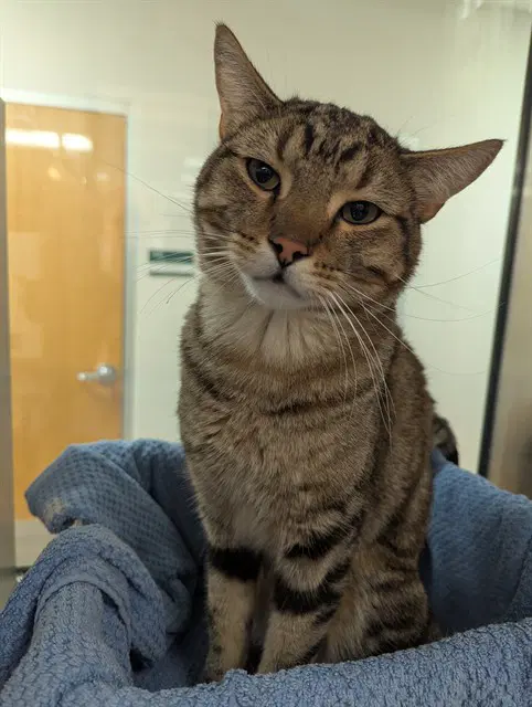 Voss - Domestic Short Hair