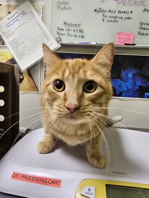 Deke - Domestic Short Hair