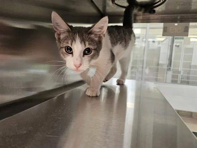 Maisie - Domestic Short Hair
