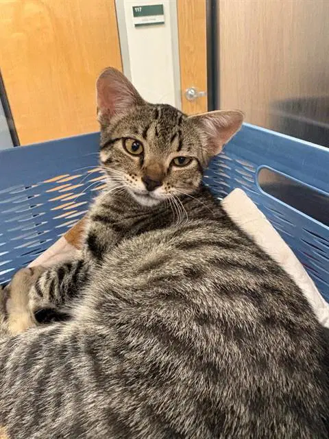Teak - Domestic Short Hair