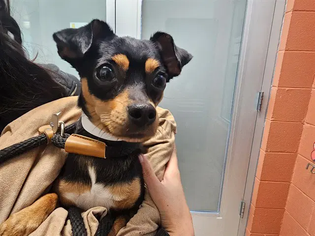 Ciara - Chihuahua