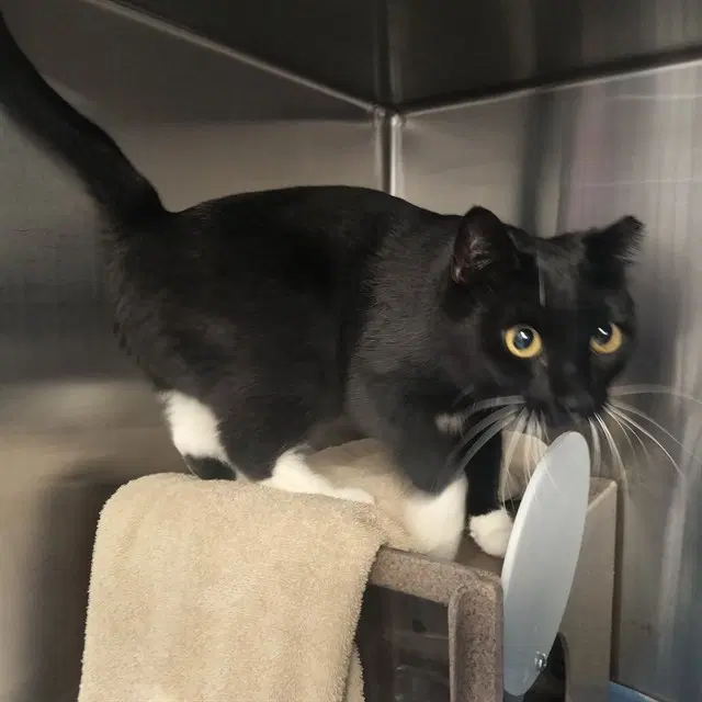 Bees In The Barn - Domestic Short Hair
