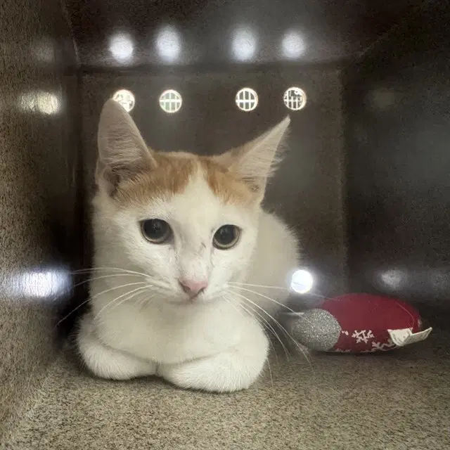 Tootie - Domestic Short Hair