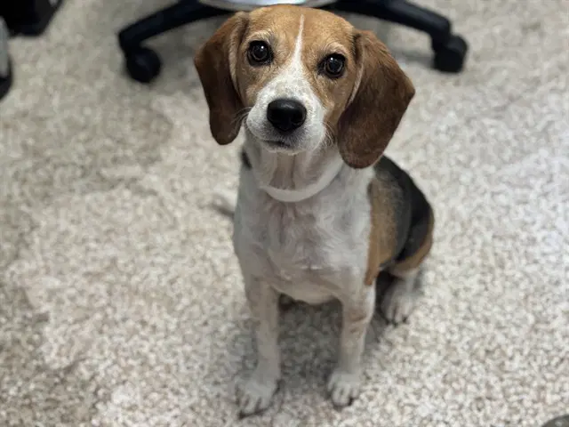 Zelda - Beagle