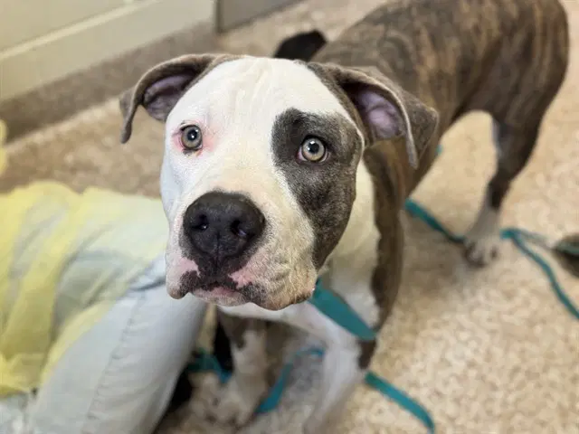 Cedric - Pit Bull Terrier