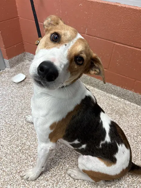 Chief - American Foxhound