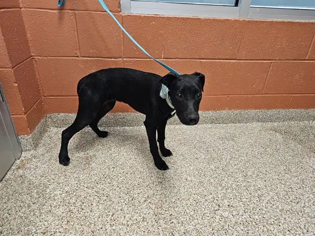 Beverly - Labrador Retriever