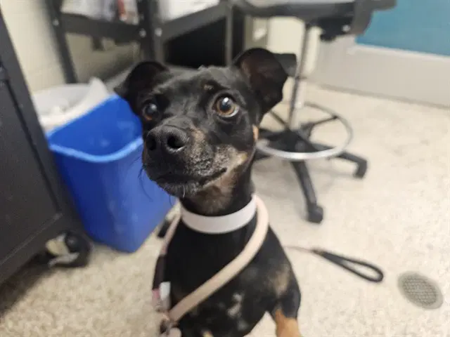 Steve Irwin - Chihuahua