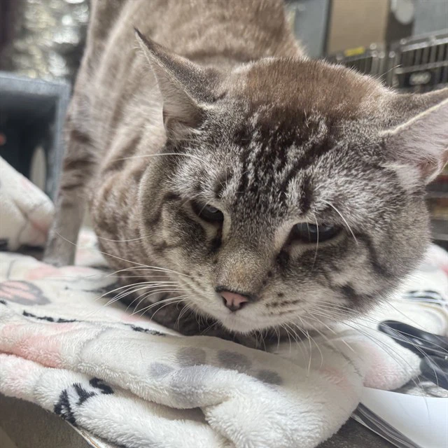 Caspurr