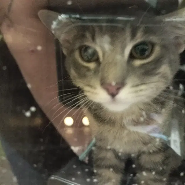 Ashfurr - Domestic Short Hair