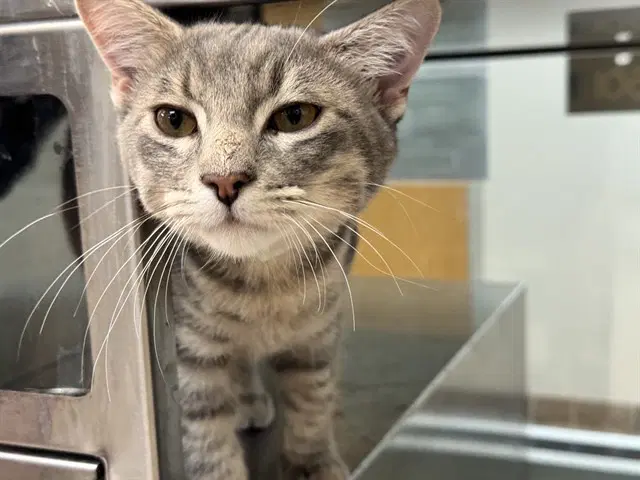 Ashfurr - Domestic Short Hair