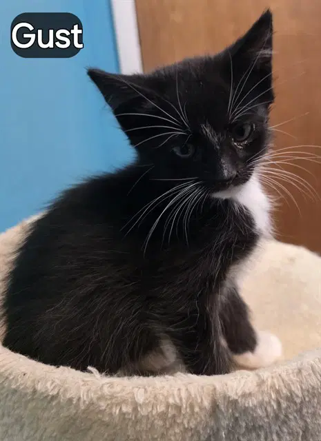 Gust - Domestic Short Hair