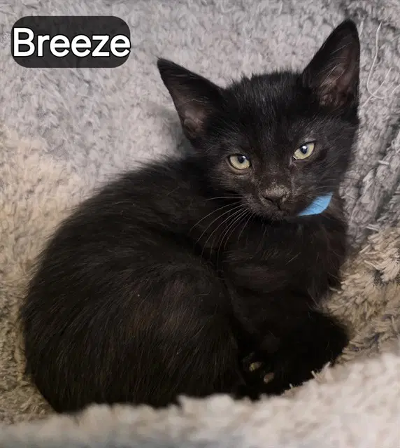 Breeze - Domestic Short Hair