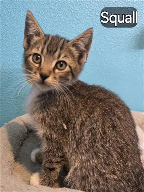 Squall - Domestic Short Hair