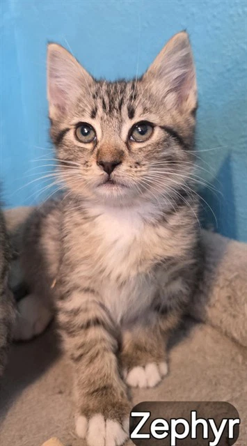 Zephyr