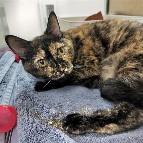 picture of the cat needing adoption