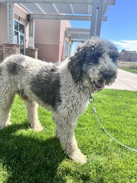 Rex