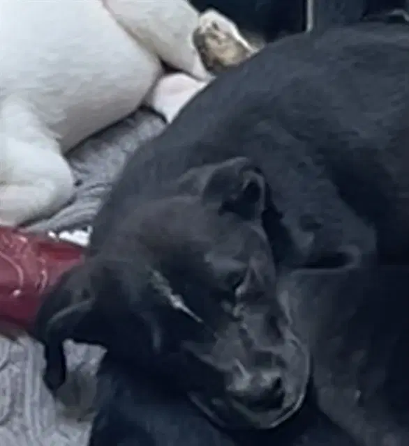 Ruger - Labrador Retriever