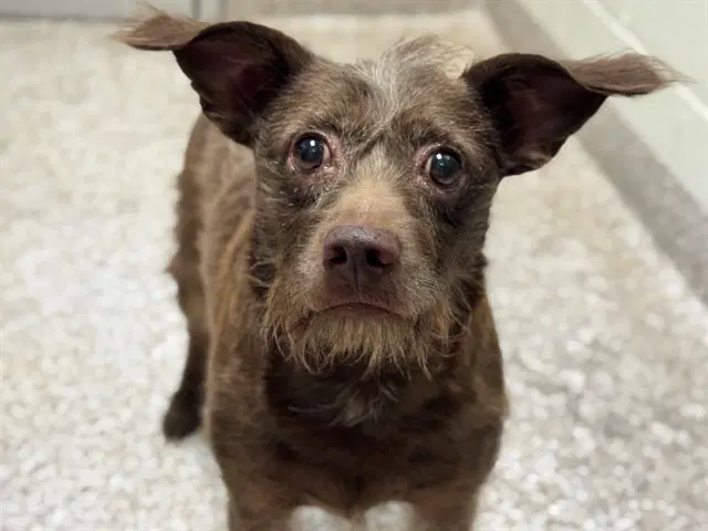 Wookie - Terrier