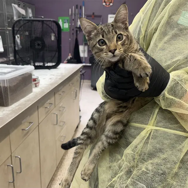 Niko - Domestic Short Hair