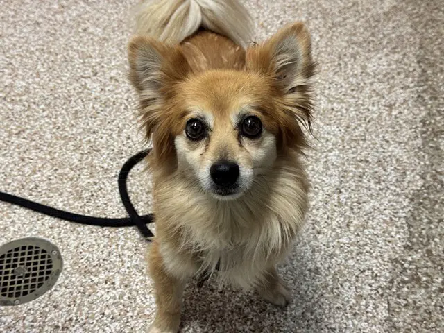 Tank - Pomeranian