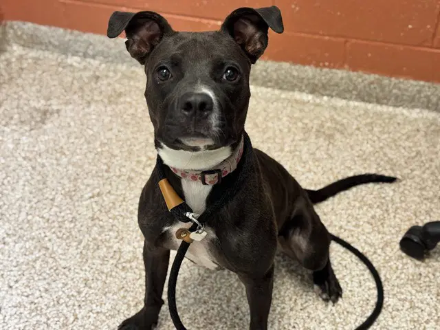 Scramble - Pit Bull Terrier