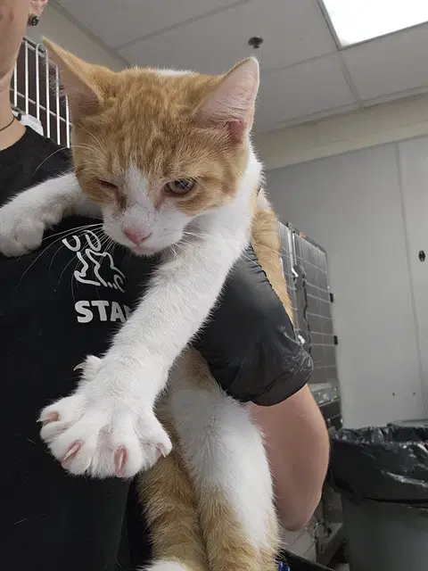 Clara Belle - Domestic Short Hair