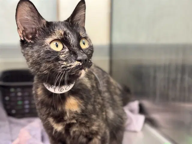 Greta - Domestic Short Hair