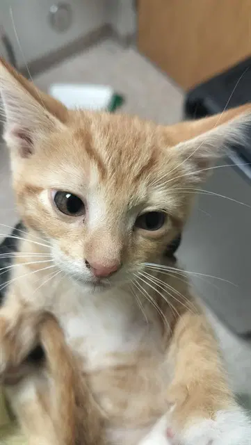 Smurf - Domestic Short Hair