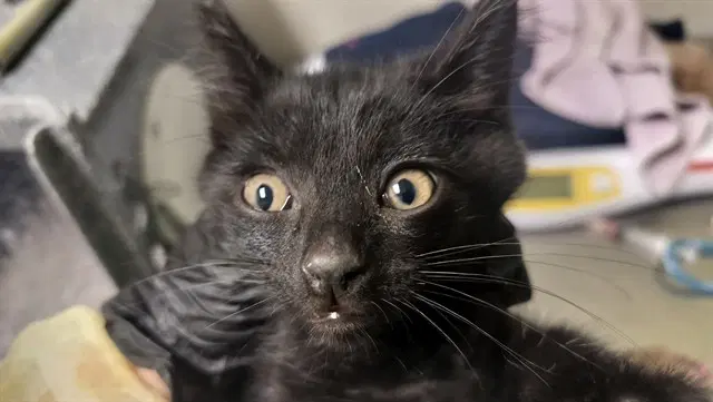 Branch - Domestic Short Hair