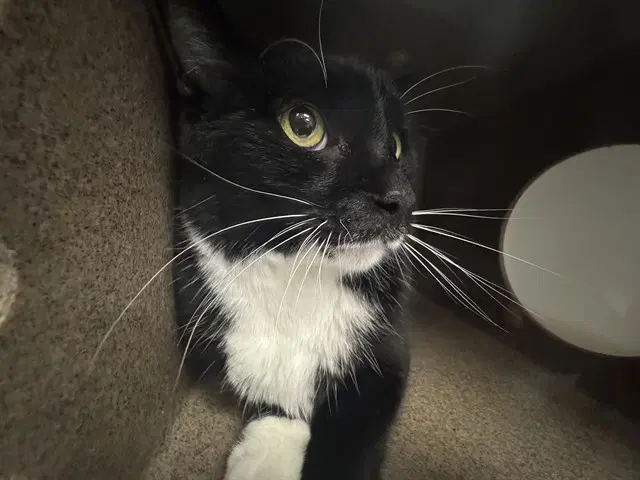Boots - Domestic Short Hair