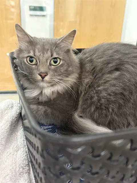 Chimita - Domestic Long Hair