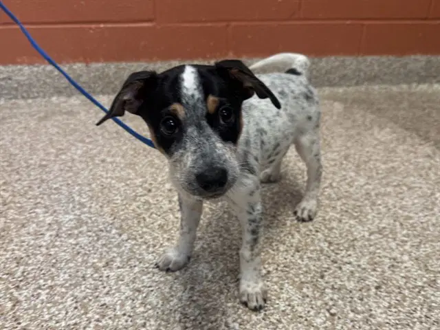 Hestia - Australian Cattle Dog/Blue Heeler
