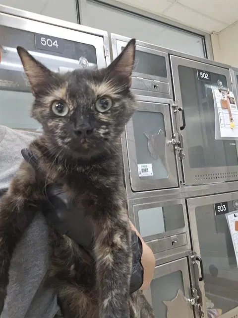 Wynona - Domestic Short Hair